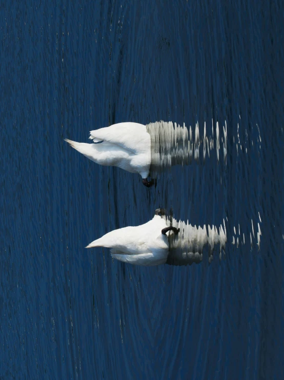 swans stand next to each other on a lake