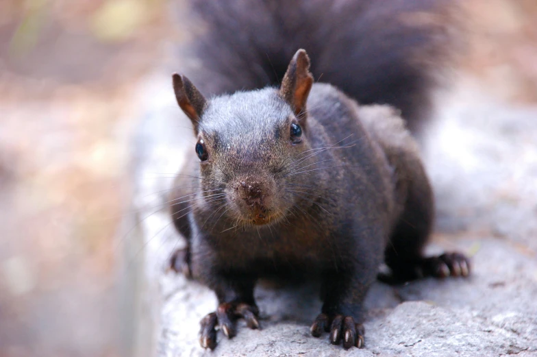 a squirrel that is looking to its right