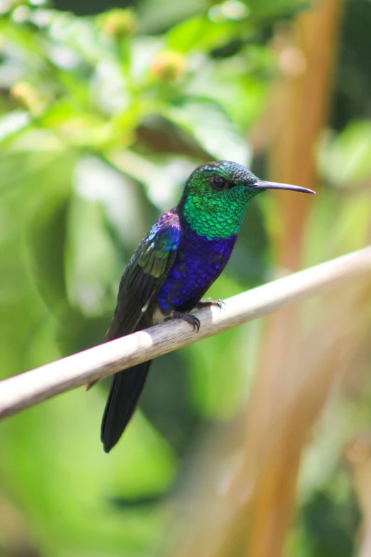 a purple and blue hummingbird sits on a tree nch