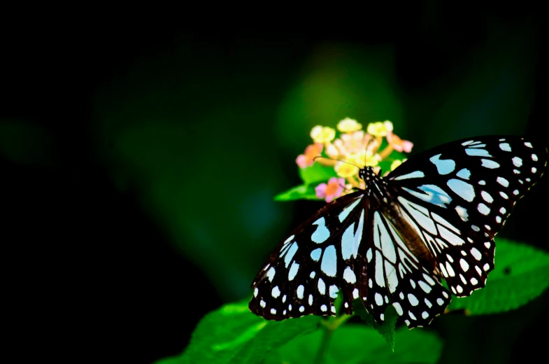 a small blue and white erfly sitting on top of a green plant