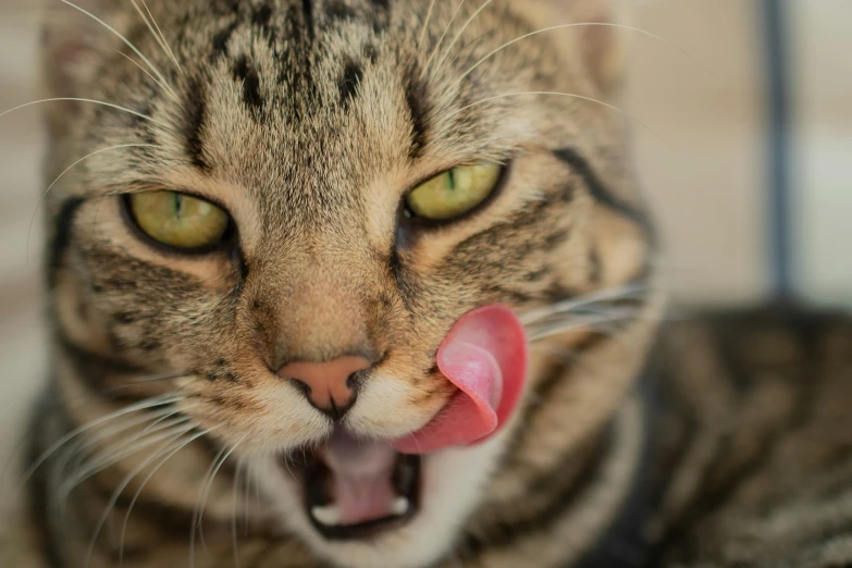 a cat that has a fake tongue sticking out of it