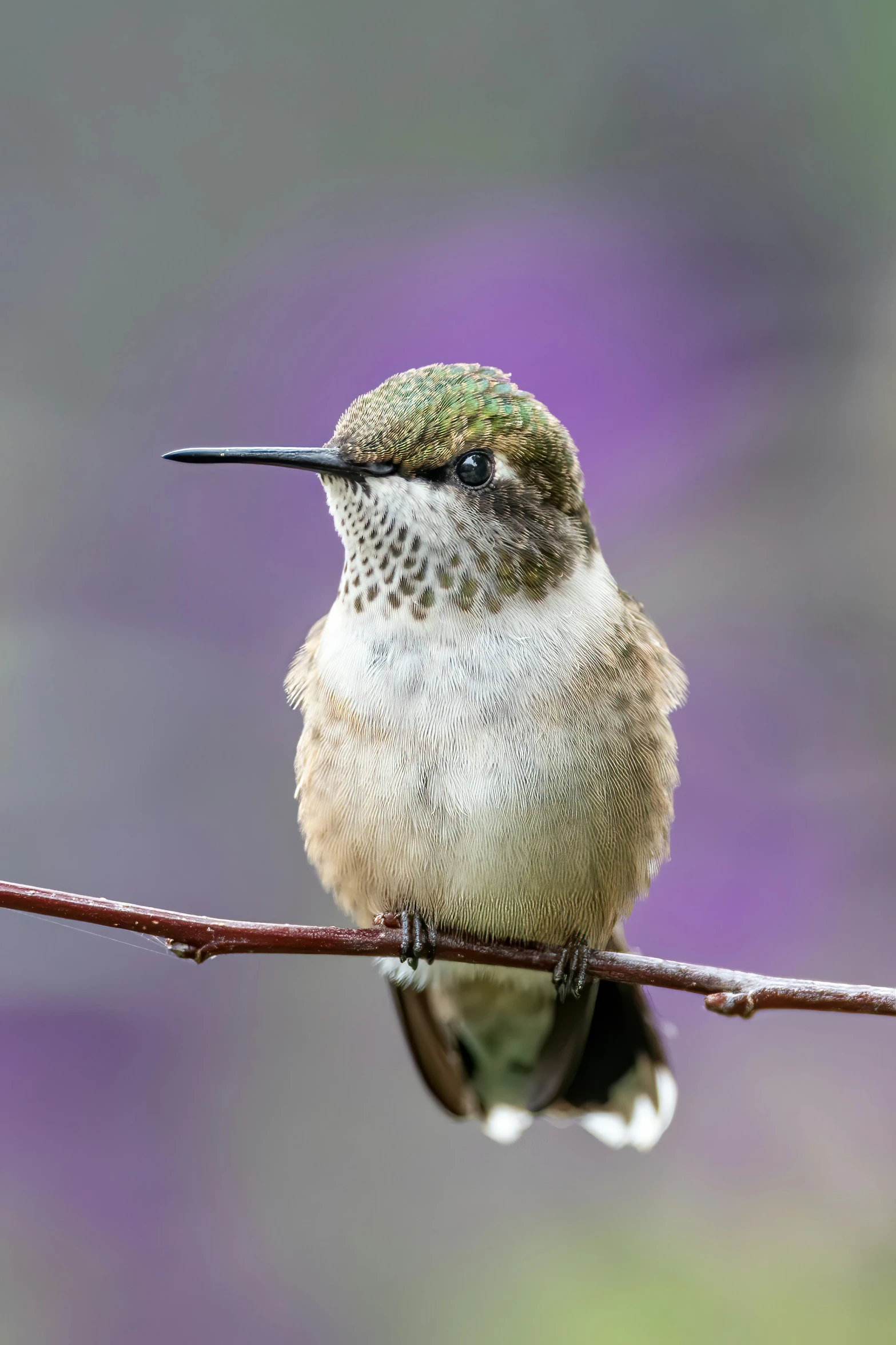 a small bird sitting on top of a tree nch