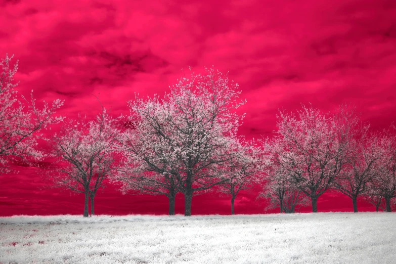three trees lined up against a red sky