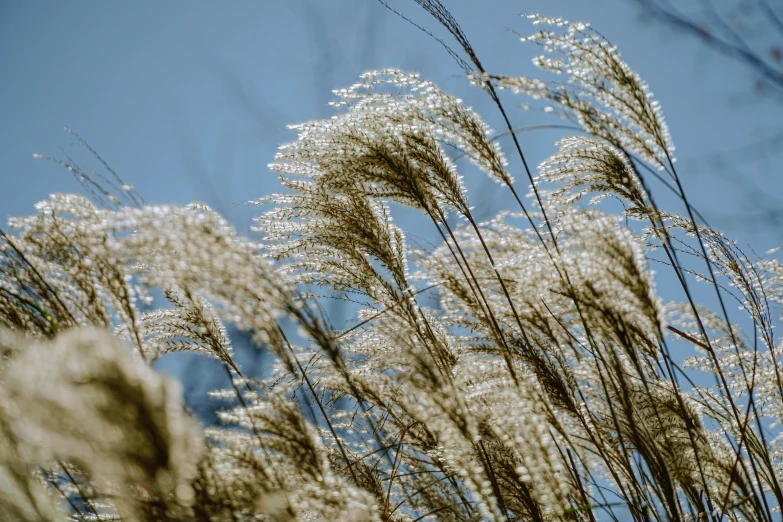 tall white flowers in the sky with grass
