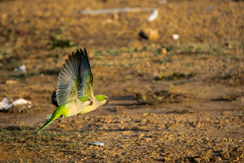 a bird flying in the air with a lot of garbage around it