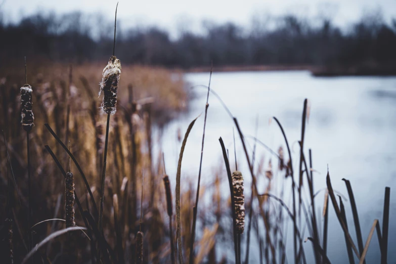 a few brown grass is next to a body of water