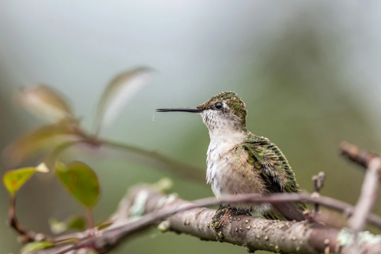 a hummingbird sitting on a tree nch next to small leaves