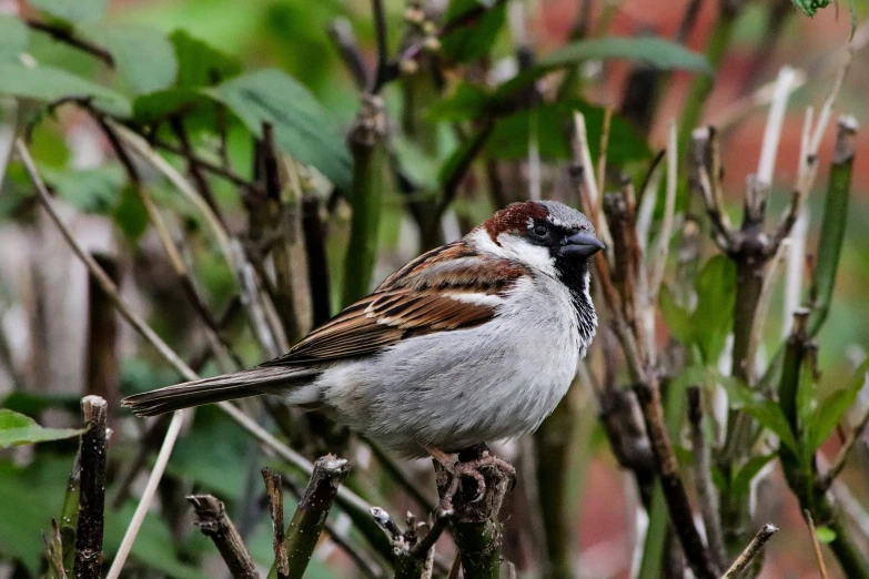 a bird that is sitting on a nch