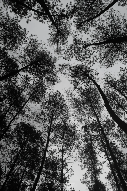 several trees are pictured in this black and white po