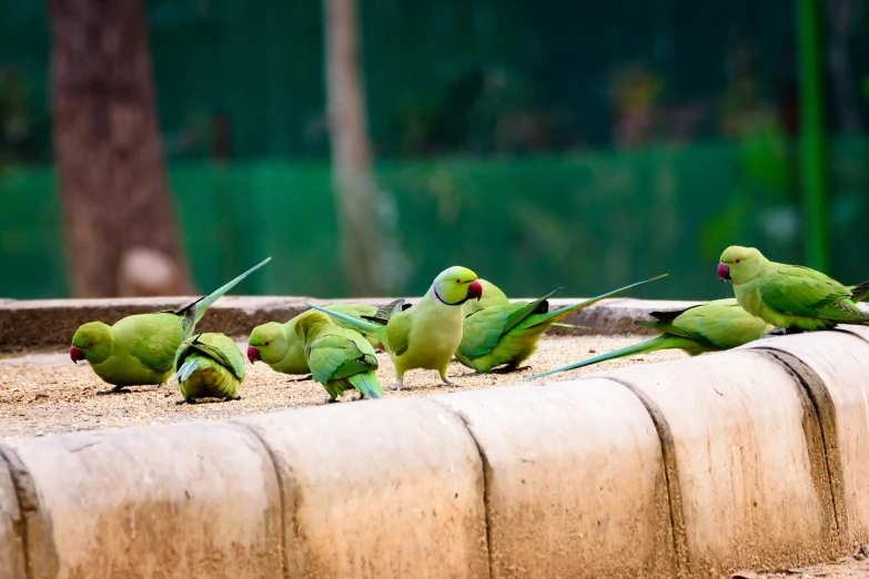 seven parakeets are sitting in the sand near a concrete trough