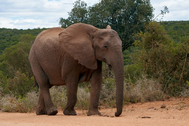 an elephant standing in the middle of a dirt road