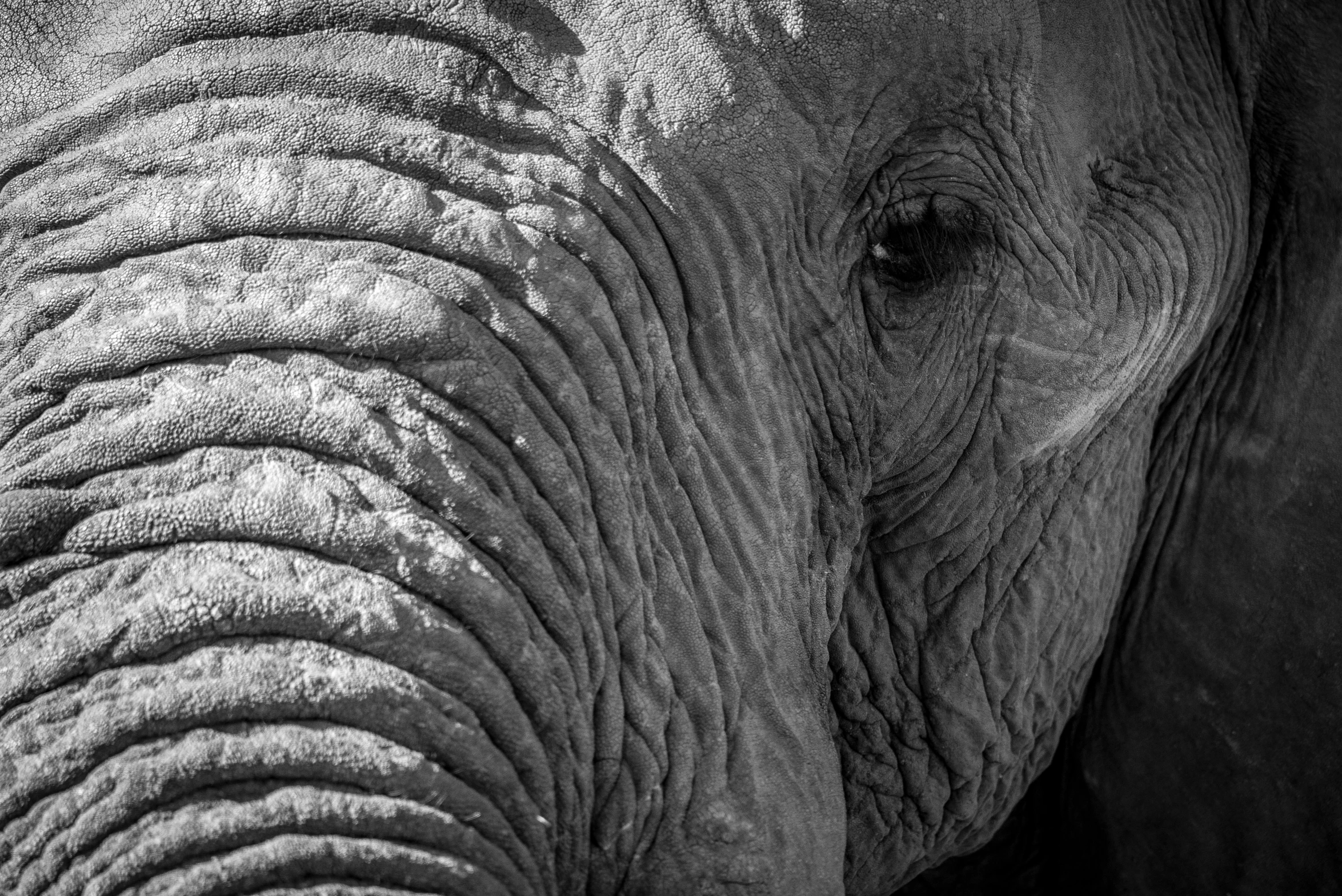 close up s of an elephant's face and trunk