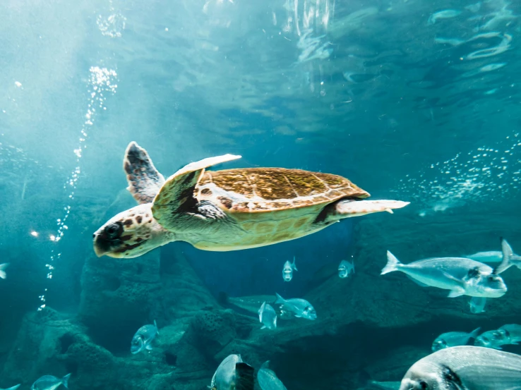 a sea turtle swims in the ocean surrounded by fish