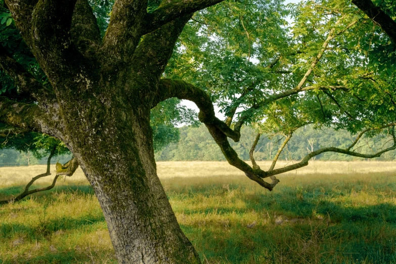 a brown tree sitting in the middle of a grass field