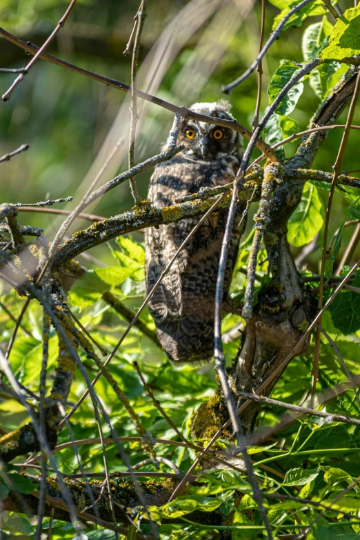 an owl sitting on top of a tree nch