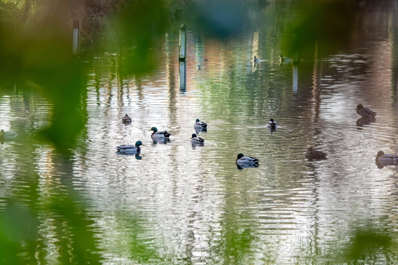 several ducks swimming on top of water next to a forest