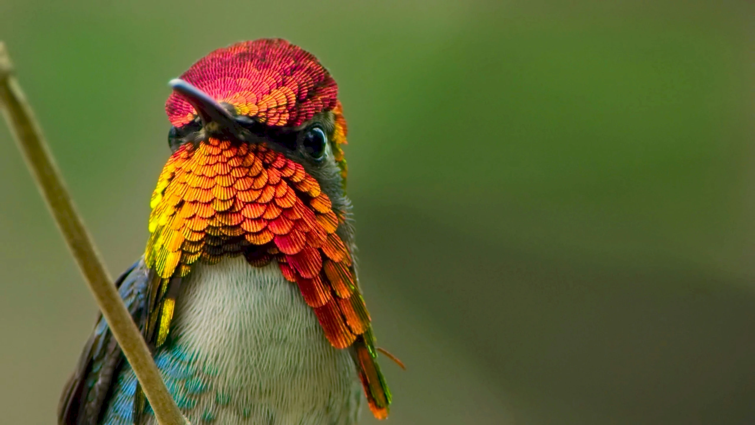 a hummingbird with colorful feathers is perched on a twig