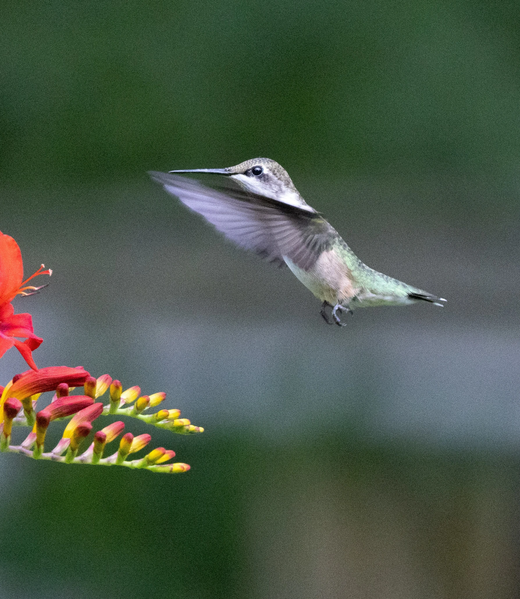 hummingbird looking at a red flower in flight