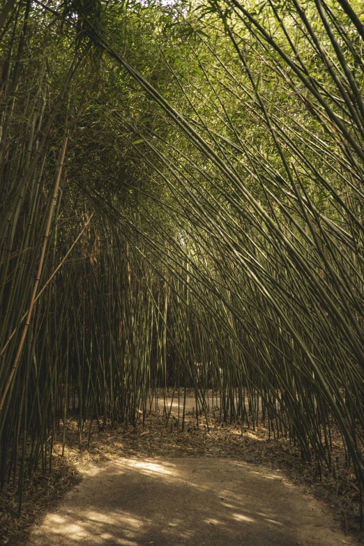 the walkway has large bamboo trees at either side of it