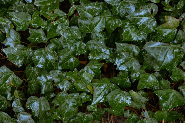 a green bush filled with lots of green leaf