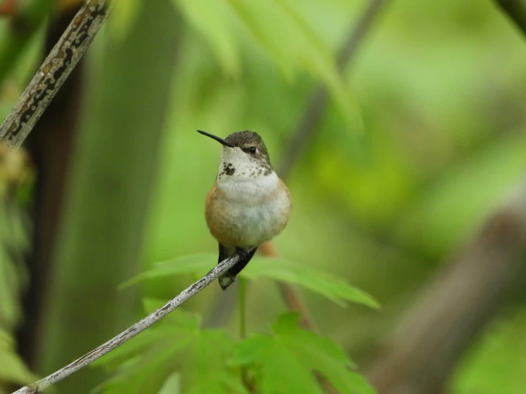 a small bird sitting on a nch in front of a bush