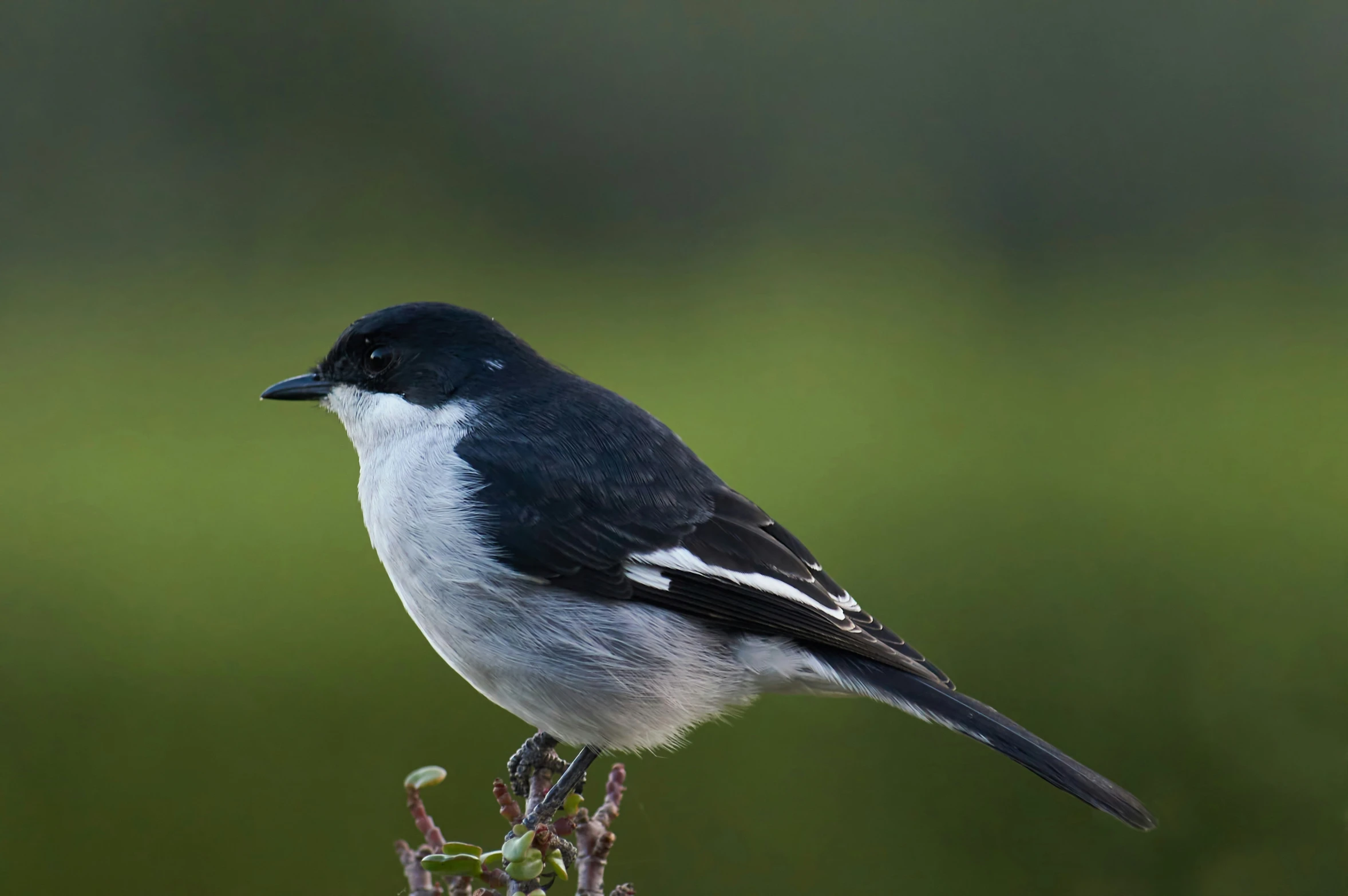 small gray and white bird sitting on top of plants