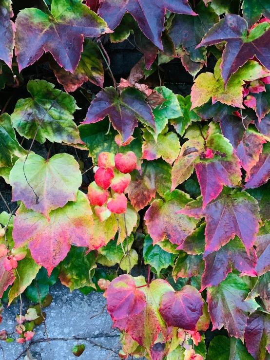 a bunch of green, red and yellow leaves on a tree