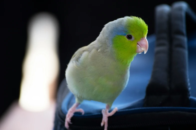 green and yellow parakeet perched on blue suitcase