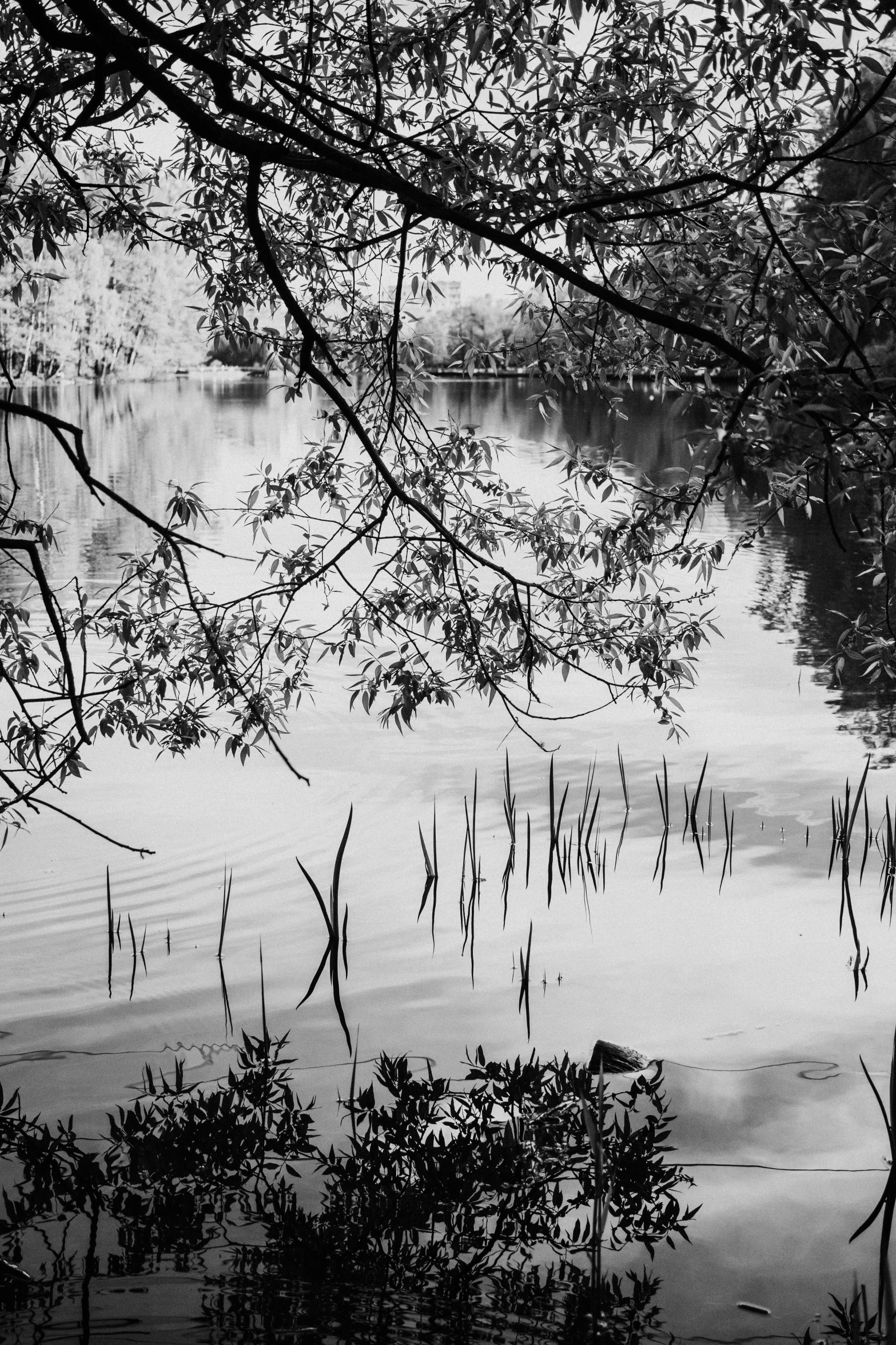 the view from behind of trees and nches in the water