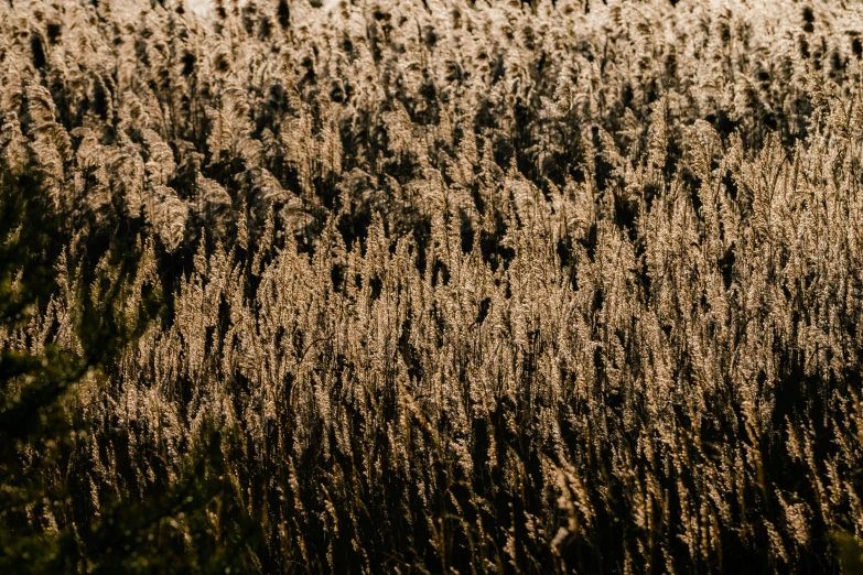 a bird flying over some tall grasses with its wings spread