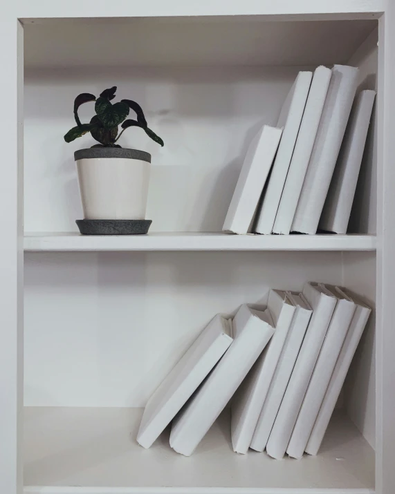 a potted plant on top of two open books