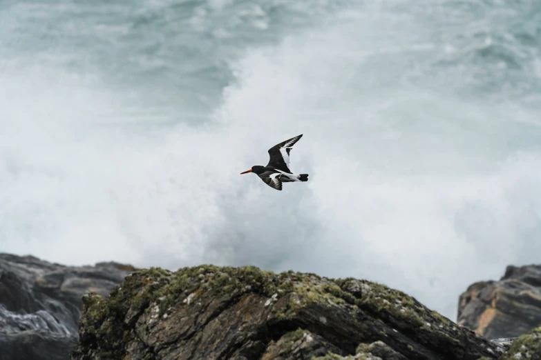 two birds flying over waves at the coast