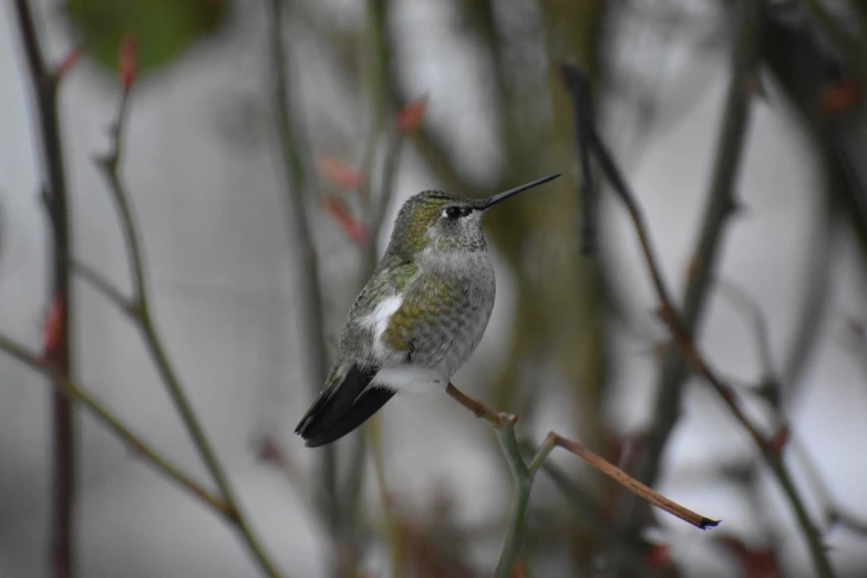 a hummingbird perches on a tree nch in the snow