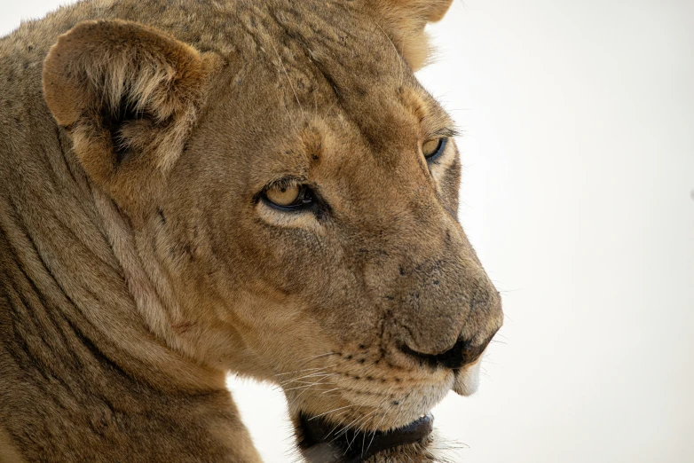 a close up of a lion with it's head