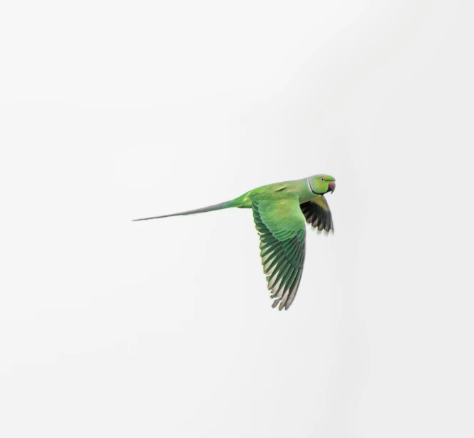 green bird flying in the sky with wings spread