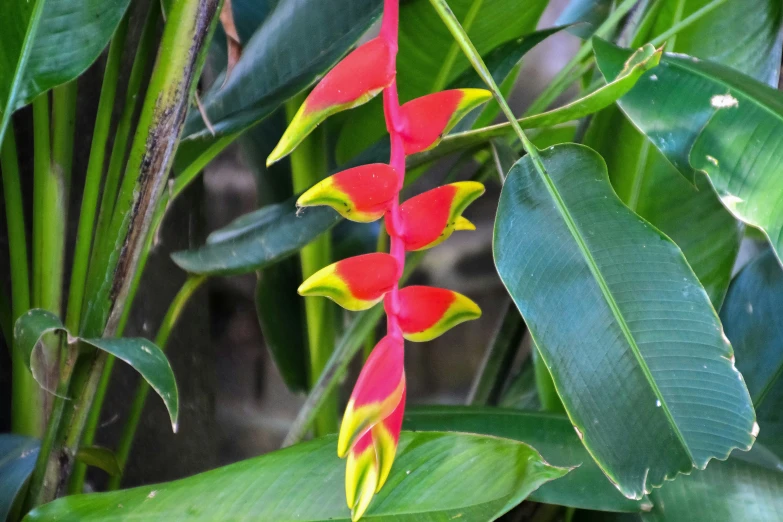 the red flower is in the plant with green leaves