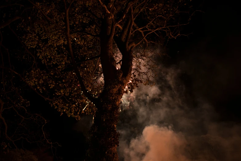 an eeriely lit tree and clouds in the dark