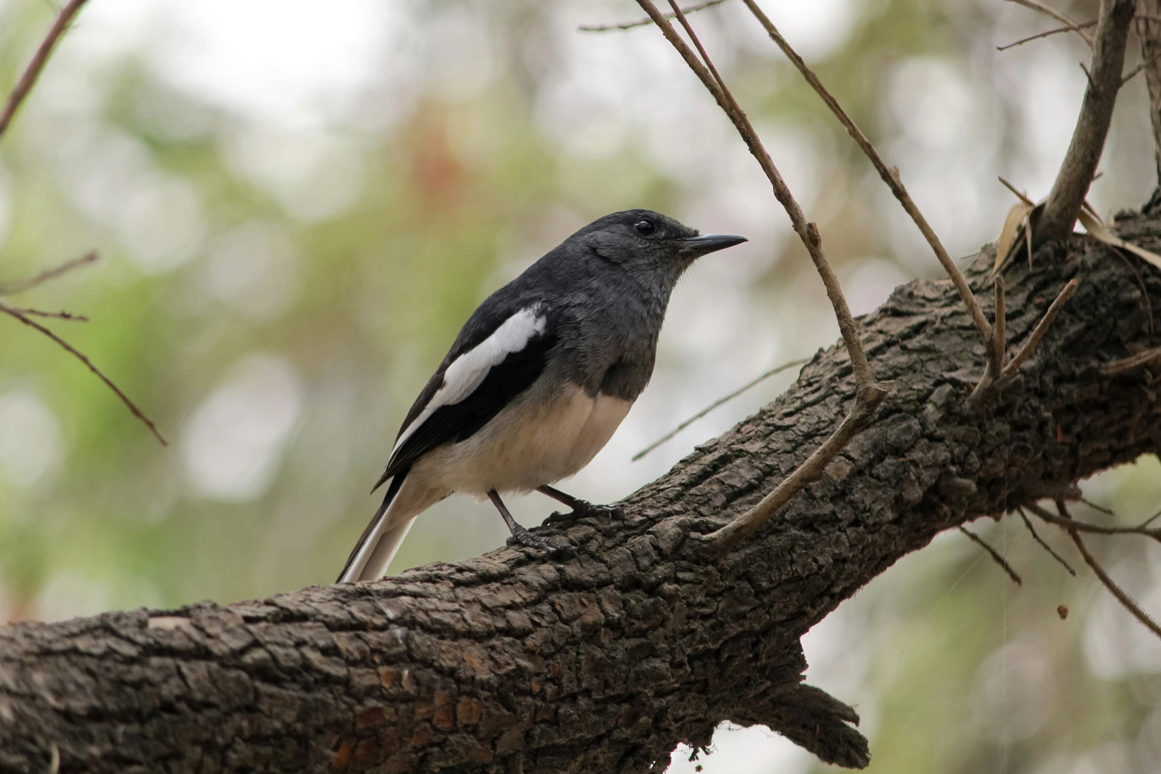 the small bird is perched on the tree nch