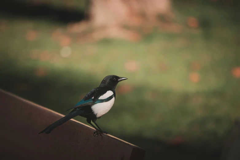 a small bird standing on a wooden plank