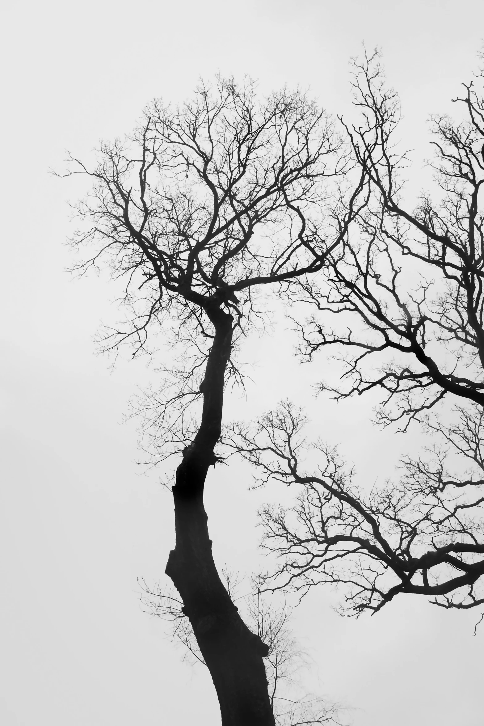 bare trees on a cloudy day in winter