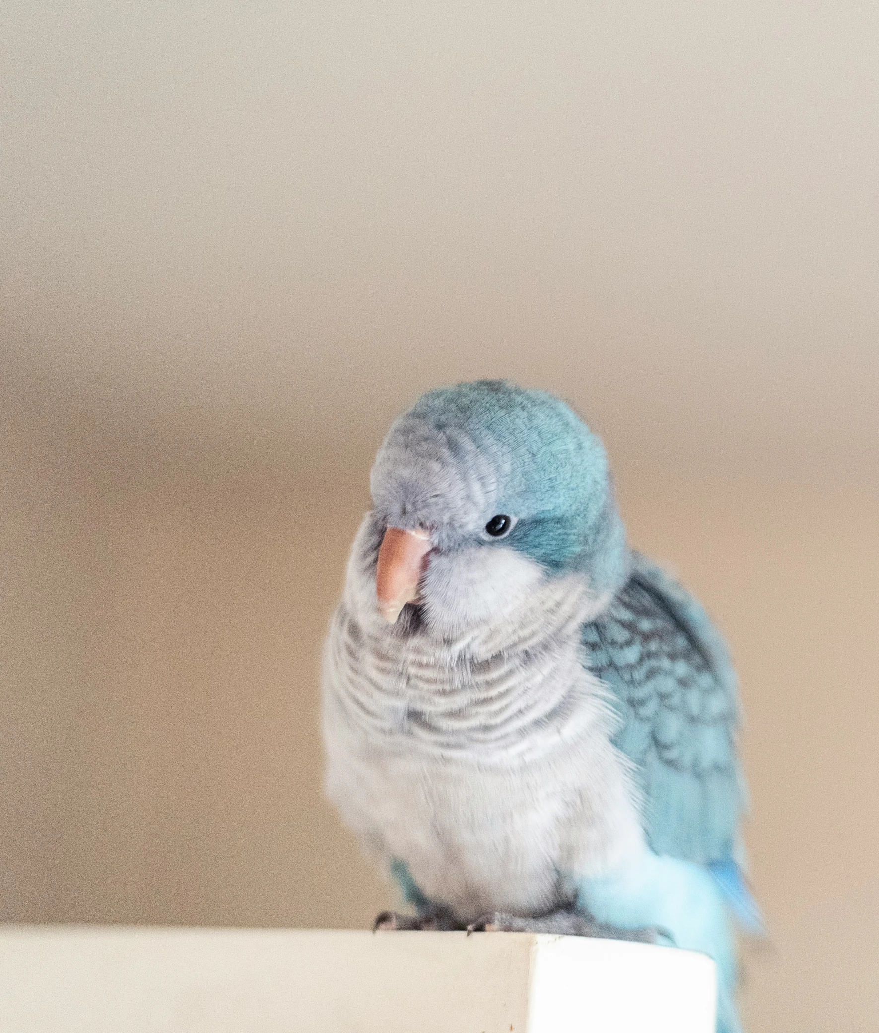 a colorful bird perched on the edge of a box