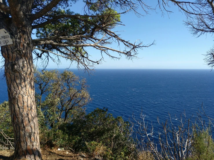 some pine trees are on the shore of a blue ocean