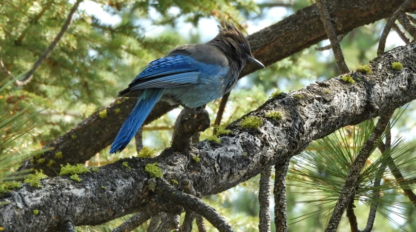 a small blue bird perches on the nch of a pine tree