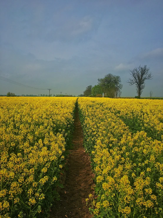 a path leading through the field with many flowers on each side