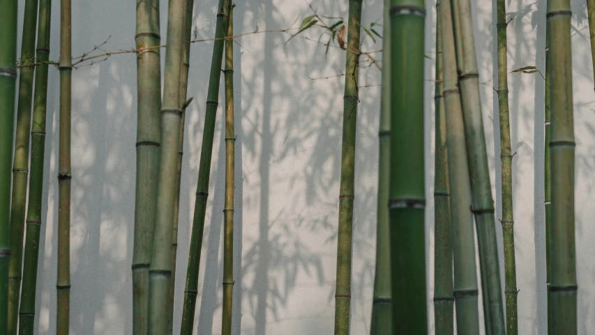 some very tall bamboos by the side of a building