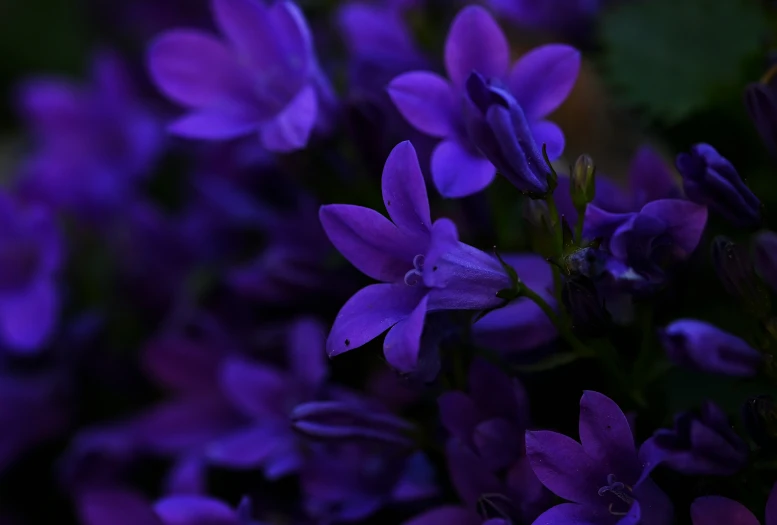 a close up of purple flowers on the plant