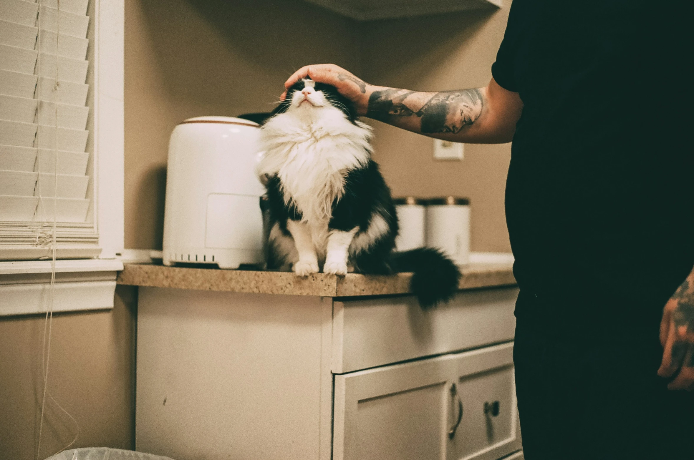 a person petting a black and white cat on top of a cabinet