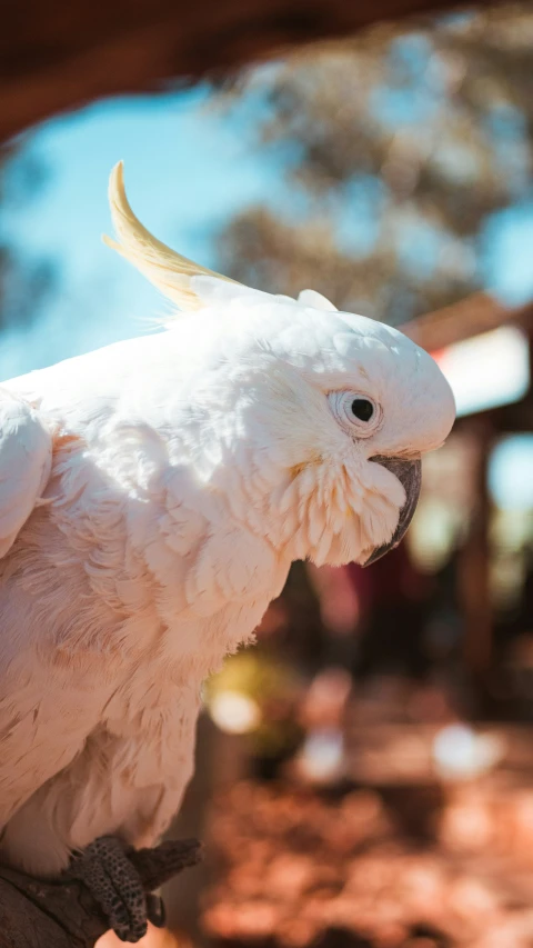 white parrot with long yellow beak and long black leg