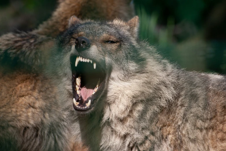 an adult wolf growling at the camera with its mouth open