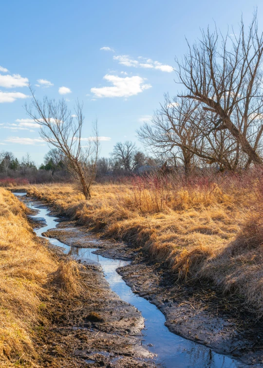 stream in field near dried grass with trees and blue sky
